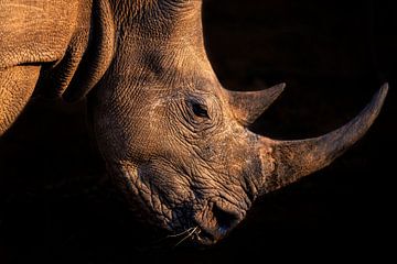 Rhinoceros, Jie Fischer by 1x