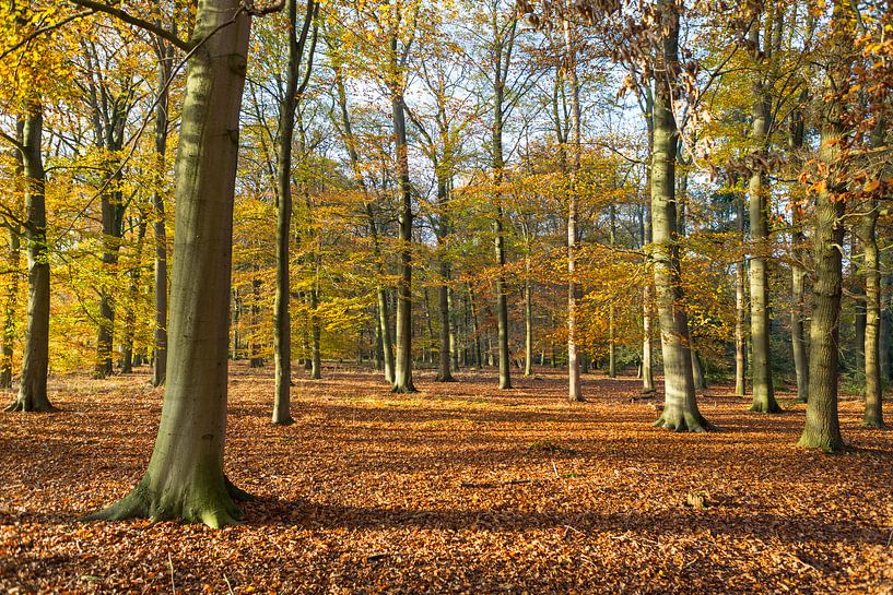 Landschaft mit bunten Buchenbäumen im Herbst von Ger Beekes