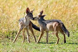 Black backed Jakals by Peter Michel