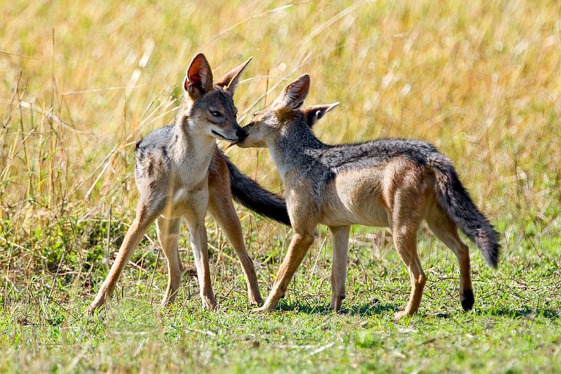 Schakale von Peter Michel