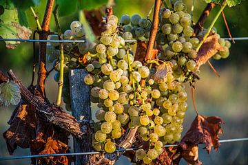 Raisins dans le vignoble sur Stan van den Beld