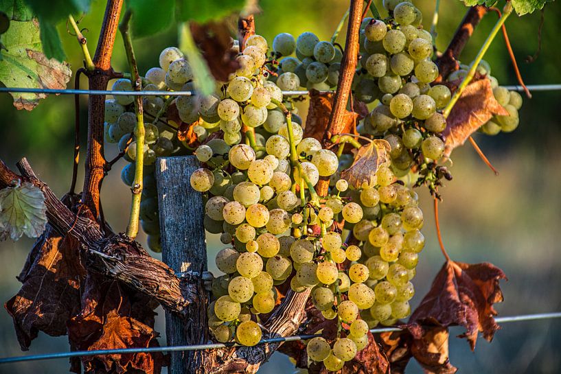 Raisins dans le vignoble par Stan van den Beld