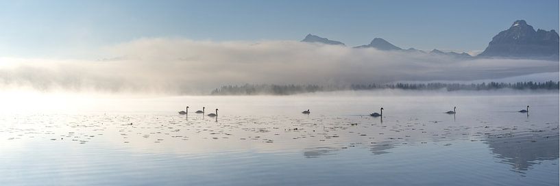Swans in the light of a new day by Walter G. Allgöwer