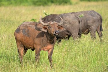 Cape buffalo (Syncerus caffer) by Alexander Ludwig