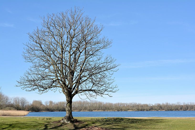 Chestnut tree on the shore of a lake by Heiko Kueverling