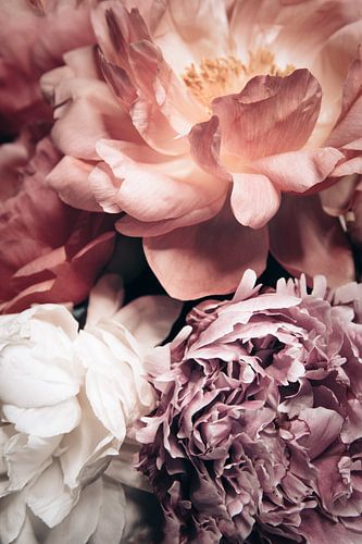 Peonies