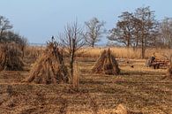 The Weerribben and Wieden; a cane cutter at work! by Roel Jonker thumbnail
