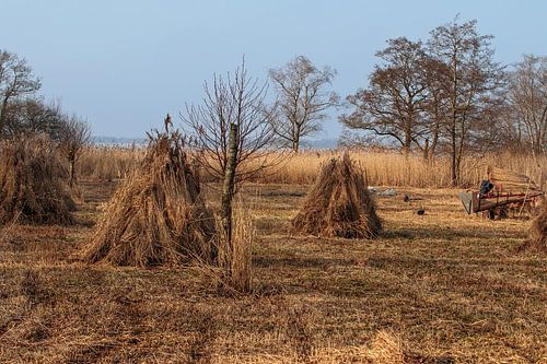 Le Weerribben et le Wieden ; un coupeur de cannes au travail !