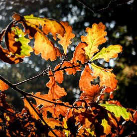 herfst in Holland von John van Gelder