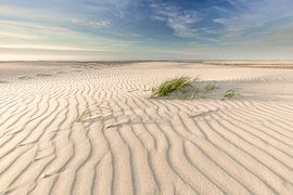 Tallgrass North Sea beach Terschelling. by Jurjen Veerman