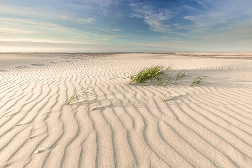 Plage de la mer du Nord à herbes hautes Terschelling.