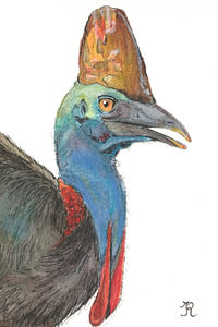 Helmkasuaris