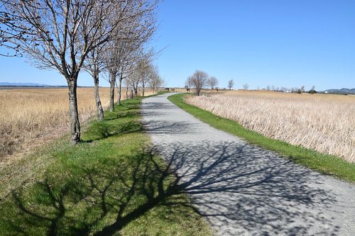 Een pad langs de rivier