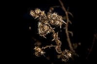 Zwart bloem  