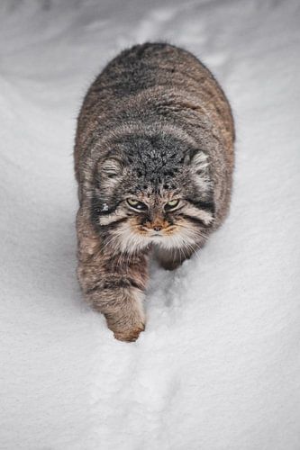 Gaat rechtdoor over een besneeuwd pad. Ernstige, wrede, pluizige, wilde kattenmanoeuvre op witte sne