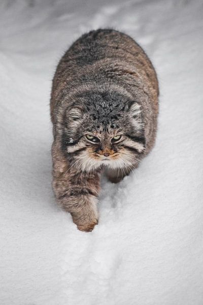 Goes right along a snowy trail. Severe brutal fluffy wild cat manul on white snow. by Michael Semenov