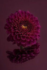 Dunkles Violett, Ruhe und Schlichtheit: Blumenstillleben: die Chrysantheme
