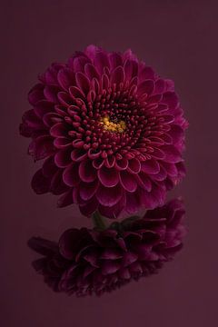 Violet foncé, tranquillité et simplicité : Nature morte aux fleurs : le chrysanthème sur Marjolijn van den Berg