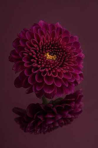 Donker paars, rust en eenvoud: Stilleven met bloemen: de Chrysant