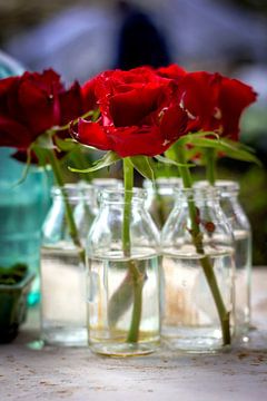 De simpele pracht van de rode roos. van Joeri Mostmans