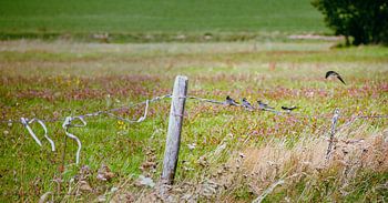 Rauchschwalben in einer Reihe auf Stacheldraht