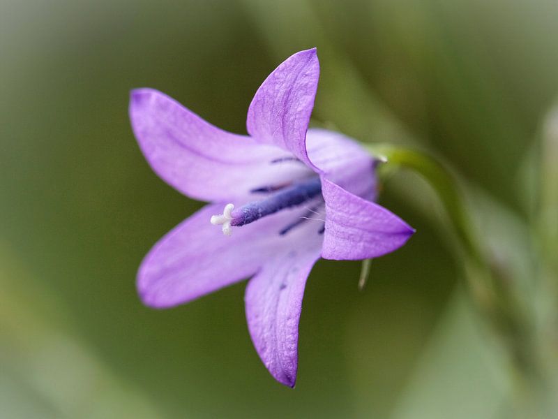 Grassbell by Rob Boon