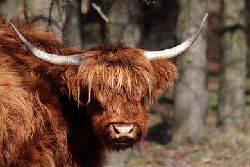 Scottish Highlander by Joke van Bemmel