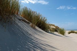 Dune row North Sea beach Terschelling by Dan Photo Shaman