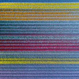 Holland in bloom by Droning Dutchman