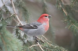 Pine Grosbeak ( Pinicola enucleator ), red colored male in winter by wunderbare Erde