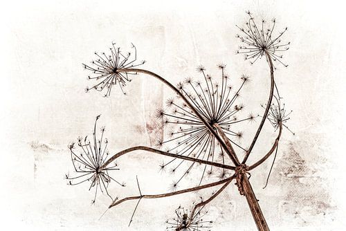 Joyful in the Wind. Basic. Japandi. 2