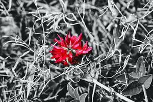 Blumenzauber