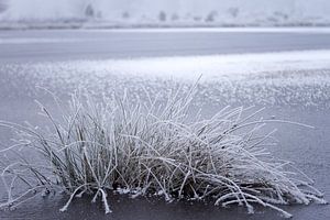 riet in een bevroren meer