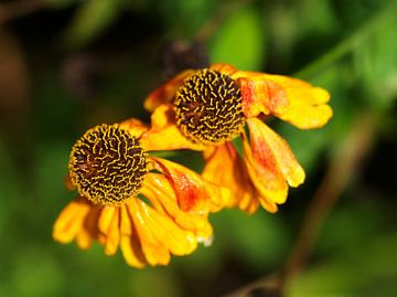 fleurs jumelles de l'est de l'Inde sur Willie Jan Bons