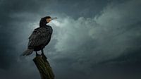 Cormorant by Maurice Cobben thumbnail