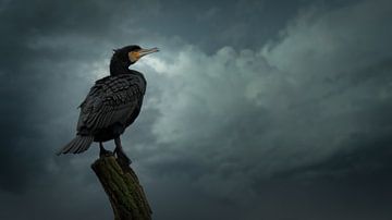 Cormorant by Maurice Cobben