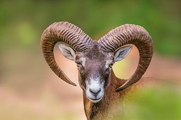 Kopportret van een mannelijke moeflon (Ovis gmelini musimon) van Mario Plechaty Photography