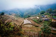 Rijstveld Vietnam, ricefields in the clouds van Corrine Ponsen thumbnail
