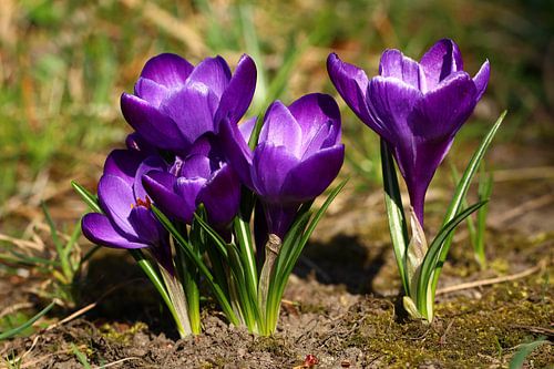 Krokus 4
