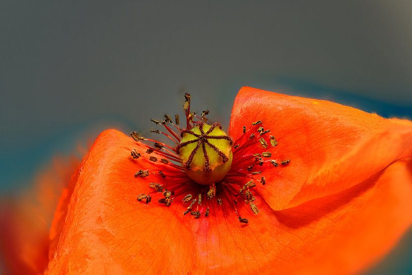 Poppy by Rob Smit