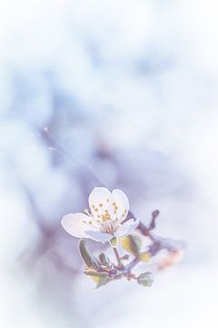 Delicate touch of blossom by Arja Schrijver Photography