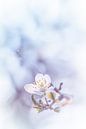 Delicate touch of blossom by Arja Schrijver Photography thumbnail
