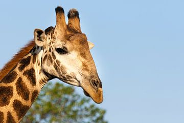 Zuidelijke giraffe, Giraffa giraffa van Caroline Piek