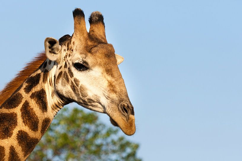 Girafe du Sud, Girafe du Sud, Giraffa giraffa par Caroline Piek