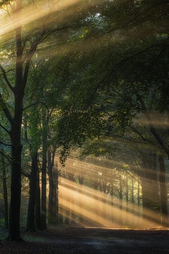Bos vol met zonnestralen