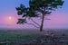 Violetter Morgen mit Mond auf der Hilversumer Heide von Michiel Dros