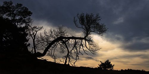 Krummer Baum, Kootwijkerzand, Sonnenuntergang Himmel