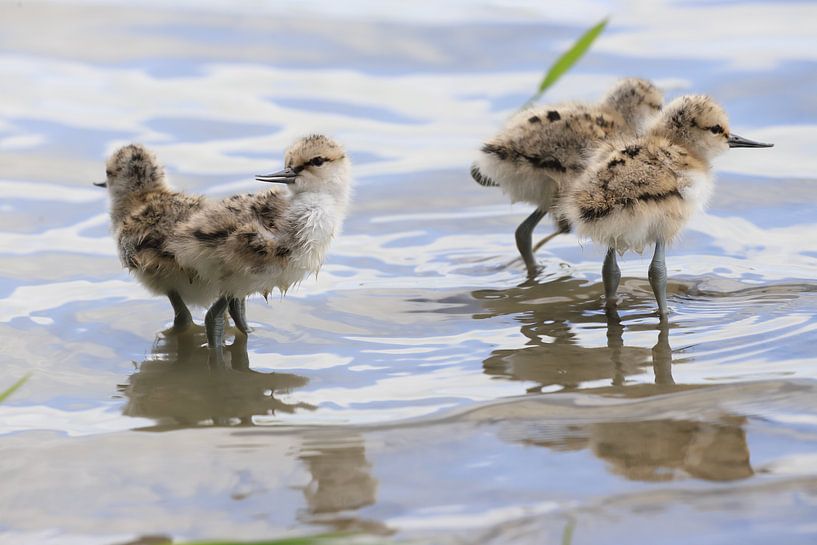 Pied-billed avocet with young by Rinnie Wijnstra (FotoAmeland )