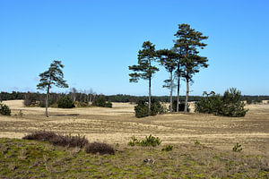 Ein Blick über den Beekhuizerzand