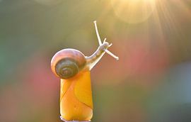 Das Wunder der Schnecke von A. Bles